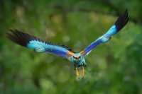 Mandelik hajni - Coracias garrulus - European Roller 8806